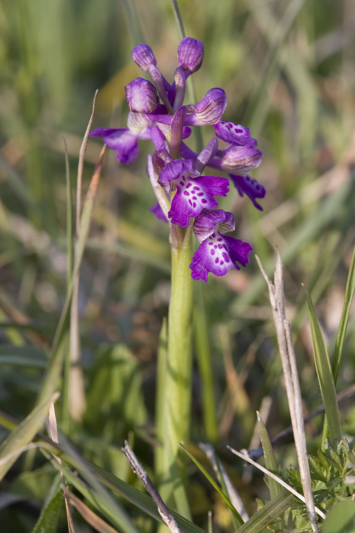 Orchis morio